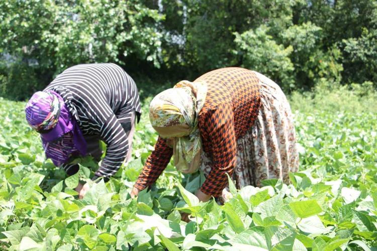 Taze fasulye yerken iki kez düşünün Kilosu 50 TL: Yaz menülerinin vazgeçilmezi ama çok zararlıymış