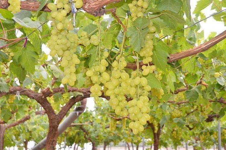 Manisanın sevilen lezzeti dünyaca ünlü oldu: Örtü altında binbir zahmetle yetişiyor, en güçlü antioksidan ve C vitamini deposu Hücreleri canlandırıp yeniliyor