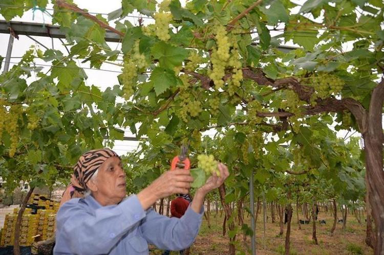 Manisanın sevilen lezzeti dünyaca ünlü oldu: Örtü altında binbir zahmetle yetişiyor, en güçlü antioksidan ve C vitamini deposu Hücreleri canlandırıp yeniliyor