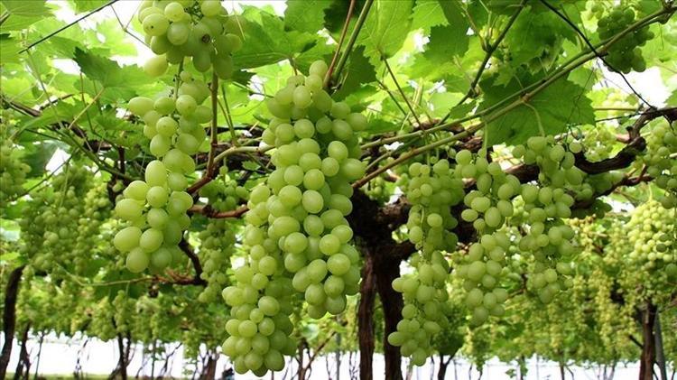 Manisanın sevilen lezzeti dünyaca ünlü oldu: Örtü altında binbir zahmetle yetişiyor, en güçlü antioksidan ve C vitamini deposu Hücreleri canlandırıp yeniliyor