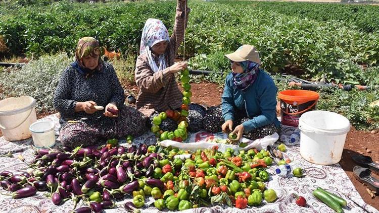 Patlıcanı böyle pişirince acı olmuyor Lezzetini 10 kat artırıyor