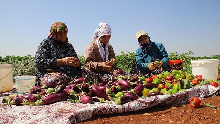 Patlıcanı böyle pişirince acı olmuyor Lezzetini 10 kat artırıyor
