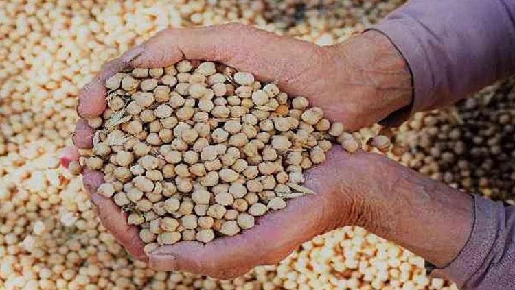 Kilo savaşçısı besin olarak biliniyor Aç kalmadan zayıflatıyor: Yağları cayır cayır yakıyor, simit bölgesini anında eritiyor