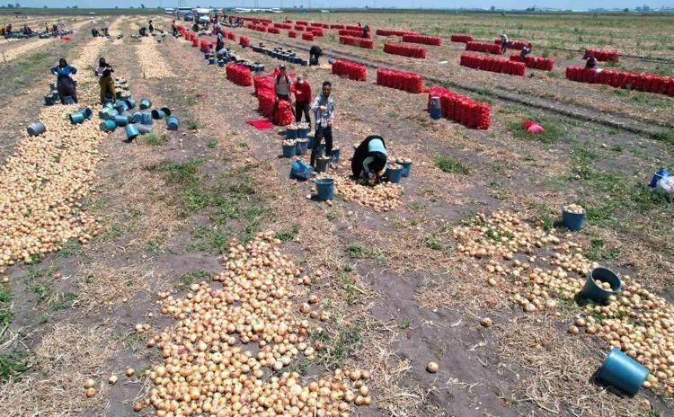 Hasadı başladı Kilosu 18 liradan satılıyor: Doğadaki en güçlü antioksidan damarda biriken kolesterole yağ çözücü etkisi yaratıyor, yüksek tansiyonu düşürüyor