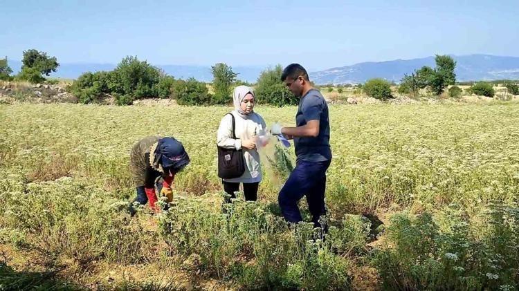 Hasadı başladı Kilosu 18 liradan satılıyor: Doğadaki en güçlü antioksidan damarda biriken kolesterole yağ çözücü etkisi yaratıyor, yüksek tansiyonu düşürüyor