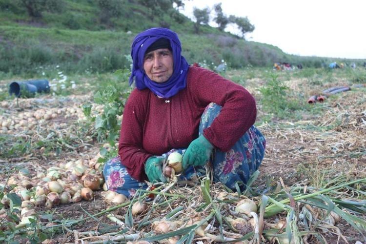 Hasadı başladı Kilosu 18 liradan satılıyor: Doğadaki en güçlü antioksidan damarda biriken kolesterole yağ çözücü etkisi yaratıyor, yüksek tansiyonu düşürüyor