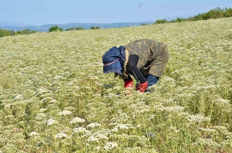 Hasadı başladı Kilosu 18 liradan satılıyor: Doğadaki en güçlü antioksidan damarda biriken kolesterole yağ çözücü etkisi yaratıyor, yüksek tansiyonu düşürüyor