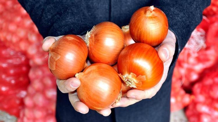Antalyada hasadı başladı Elle tek tek toplanıyor, 70 derdin devası