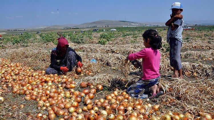 Antalyada hasadı başladı Elle tek tek toplanıyor, 70 derdin devası