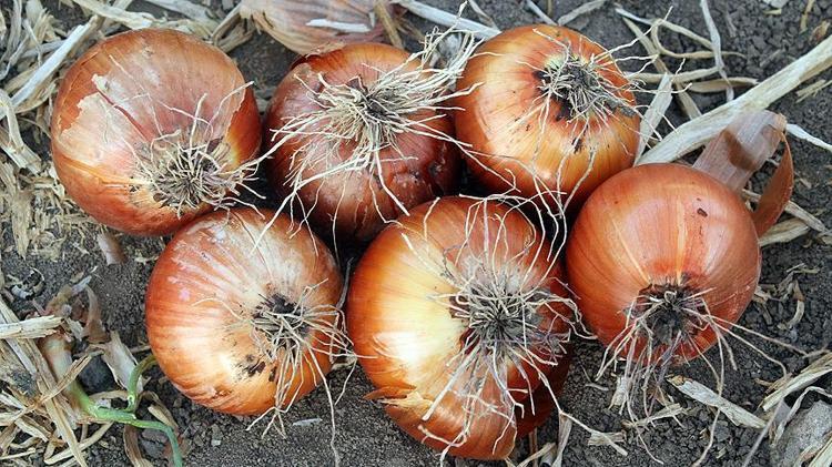 Antalyada hasadı başladı Elle tek tek toplanıyor, 70 derdin devası