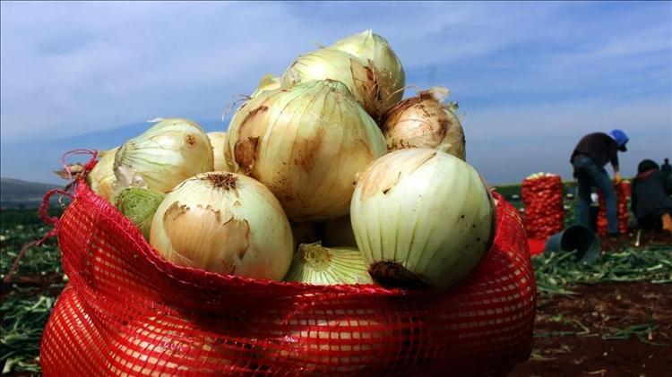 Antalyada hasadı başladı Elle tek tek toplanıyor, 70 derdin devası