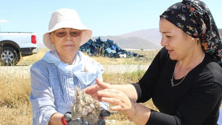 Antalyada hasadı başladı Elle tek tek toplanıyor, 70 derdin devası