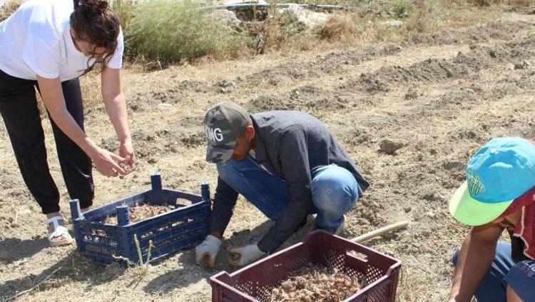 Antalyada hasadı başladı Elle tek tek toplanıyor, 70 derdin devası