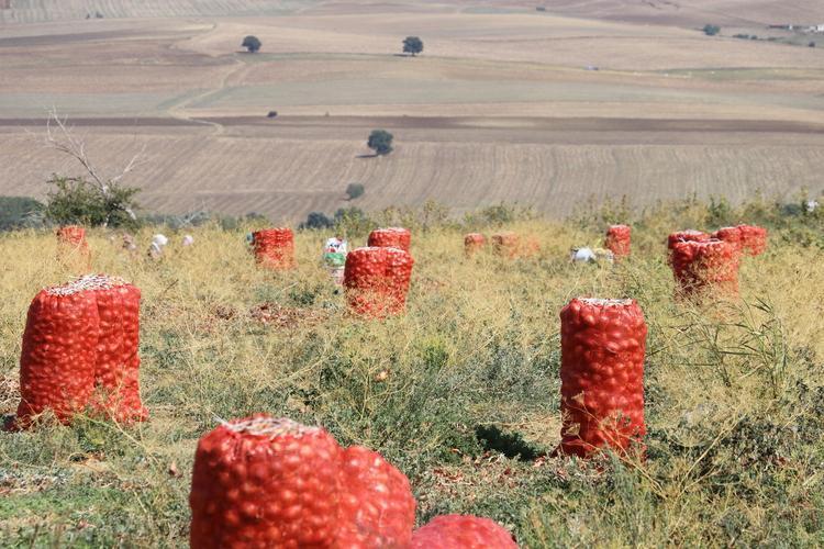 Antalyada hasadı başladı Elle tek tek toplanıyor, 70 derdin devası