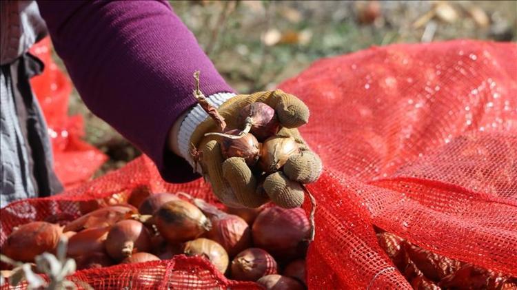 Antalyada hasadı başladı Elle tek tek toplanıyor, 70 derdin devası