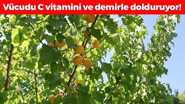Iğdırda hasadı tamamlandı Gürcistan ve Rusyaya kilo kilo satılıyor: Bağırsakları makine gibi çalıştırıp vücudu C vitamini ve demire boğuyor