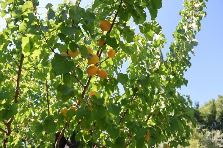 Iğdırda hasadı tamamlandı Gürcistan ve Rusyaya kilo kilo satılıyor: Bağırsakları makine gibi çalıştırıp vücudu C vitamini ve demire boğuyor