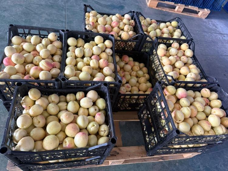 Iğdırda hasadı tamamlandı Gürcistan ve Rusyaya kilo kilo satılıyor: Bağırsakları makine gibi çalıştırıp vücudu C vitamini ve demire boğuyor