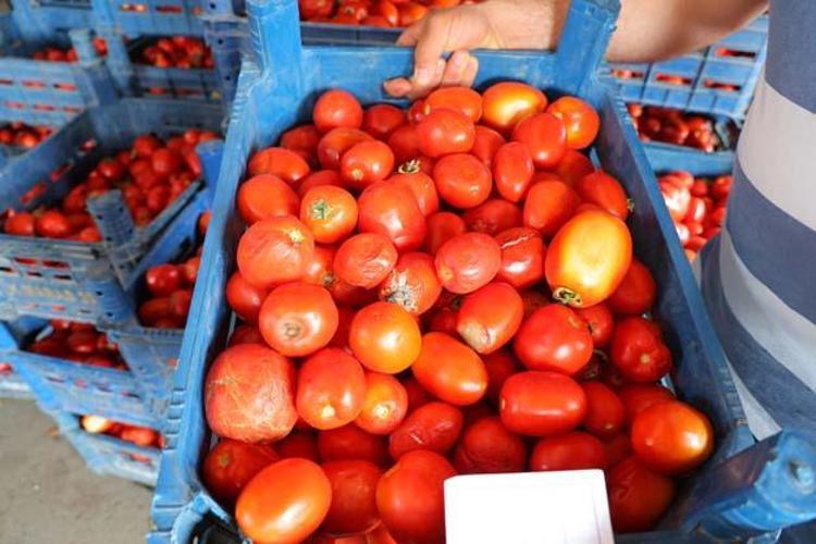Kilosu 3 TLye düştü Erken hasat edilen besinde salça dönemi krizi: Suyunu sıkıp içince kolesterolü damardan kazıyor, doğanın C vitamini kralı