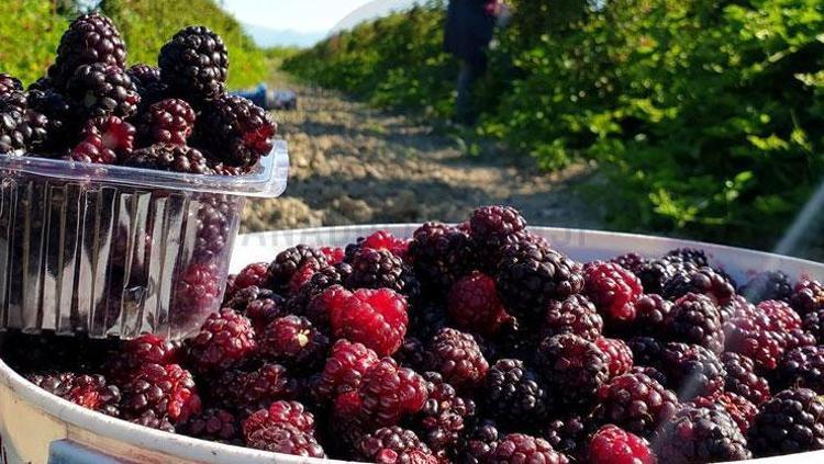 Uzun yaşamın anahtarı bir avuçta gizli Damar duvarlarını çelik gibi güçlendiriyor: Kemiklere K vitamini yüklüyor