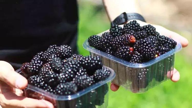 Uzun yaşamın anahtarı bir avuçta gizli Damar duvarlarını çelik gibi güçlendiriyor: Kemiklere K vitamini yüklüyor