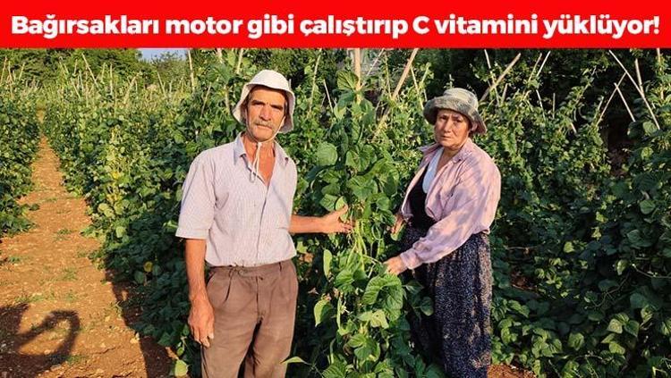 Coğrafi işaretli lezzette hasat vakti Bağırsakları motor gibi çalıştırıp C vitamini yüklüyor En güçlü antioksidan, kemikleri betona çeviriyor