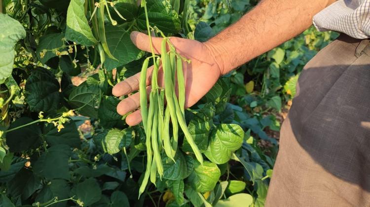 Coğrafi işaretli lezzette hasat vakti Bağırsakları motor gibi çalıştırıp C vitamini yüklüyor En güçlü antioksidan, kemikleri betona çeviriyor