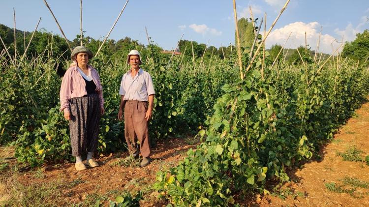 Coğrafi işaretli lezzette hasat vakti Bağırsakları motor gibi çalıştırıp C vitamini yüklüyor En güçlü antioksidan, kemikleri betona çeviriyor