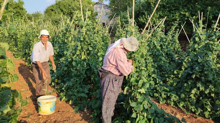 Coğrafi işaretli lezzette hasat vakti Bağırsakları motor gibi çalıştırıp C vitamini yüklüyor En güçlü antioksidan, kemikleri betona çeviriyor