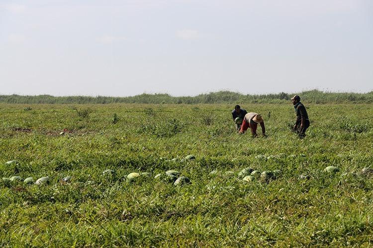 Türkiyenin en lezzetli karpuzu orada yetişiyor: 20 kiloya kadar büyüyor, yerken ağızda eriyip dondurma tadı bırakıyor:Böbrekleri suya doyuran mucize