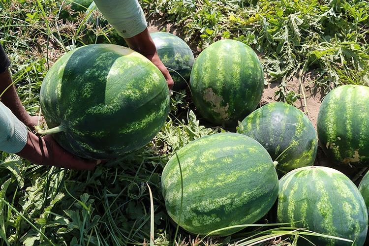 Dondurma ve kola yerine karpuz