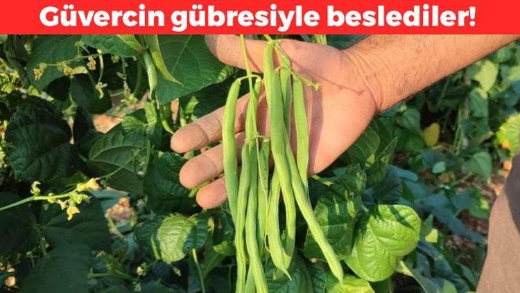 Güvercin gübresiyle beslediler Tamamen doğal: Verimi tamamen artırdı