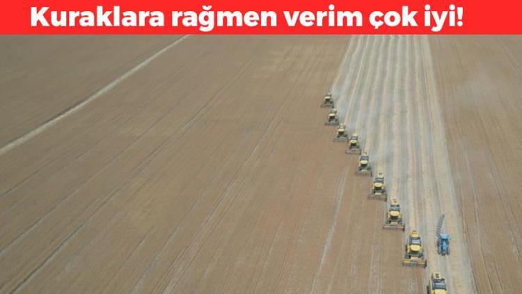 Kurak yıla rağmen umut veren hasat başladı Yüzde 30 artış bekleniyor