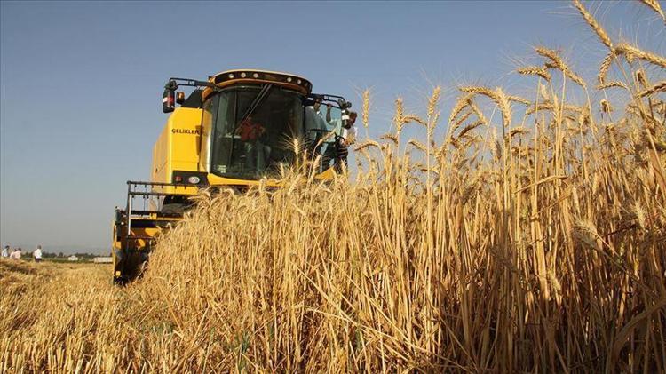 Kurak yıla rağmen umut veren hasat başladı Yüzde 30 artış bekleniyor