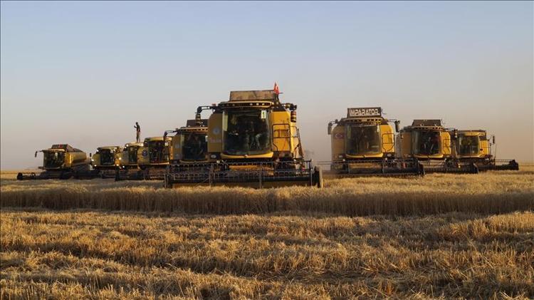 Kurak yıla rağmen umut veren hasat başladı Yüzde 30 artış bekleniyor