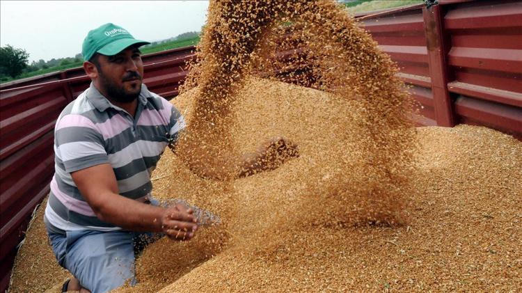 Kurak yıla rağmen umut veren hasat başladı Yüzde 30 artış bekleniyor