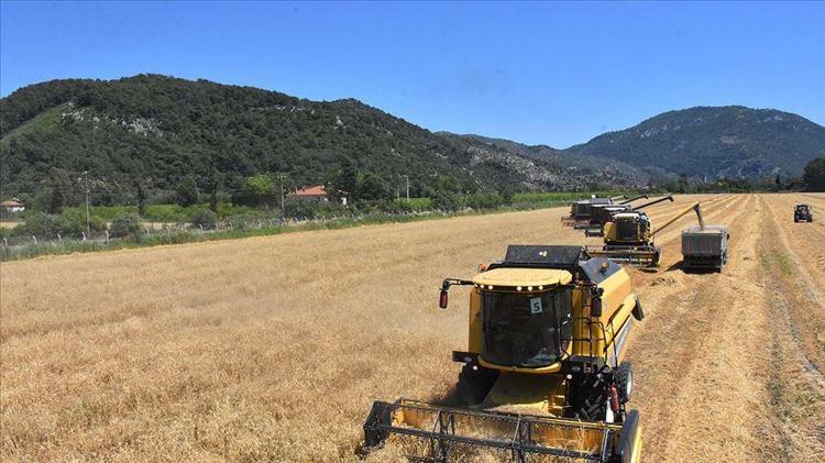 Kurak yıla rağmen umut veren hasat başladı Yüzde 30 artış bekleniyor