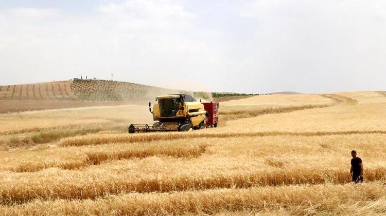 Kurak yıla rağmen umut veren hasat başladı Yüzde 30 artış bekleniyor
