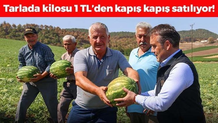 Tarlada kilosu 1 TLden satılıyor Kalbin meyvesi olarak biliniyor, kolesterolün kökünü kurutuyor