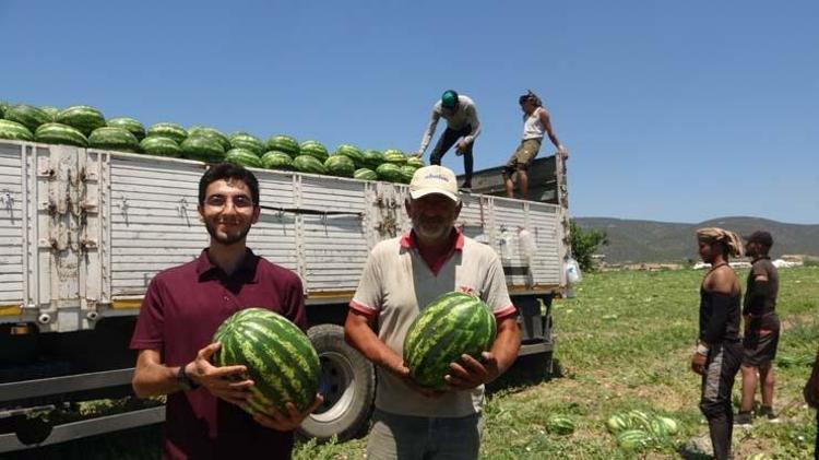 Tarlada kilosu 1 TLden satılıyor Kalbin meyvesi olarak biliniyor, kolesterolün kökünü kurutuyor