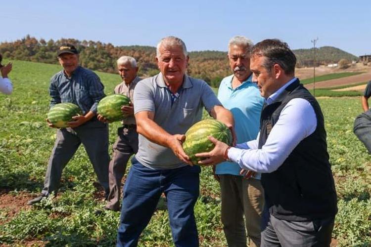 Tarlada kilosu 1 TLden satılıyor Kalbin meyvesi olarak biliniyor, kolesterolün kökünü kurutuyor