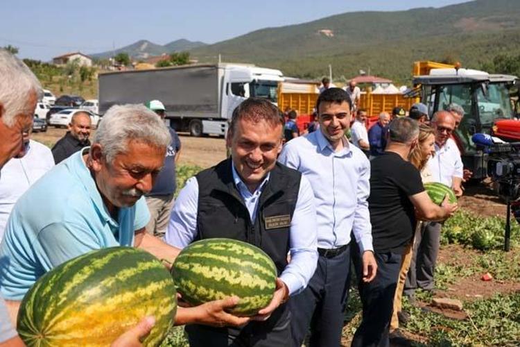 Tarlada kilosu 1 TLden satılıyor Kalbin meyvesi olarak biliniyor, kolesterolün kökünü kurutuyor