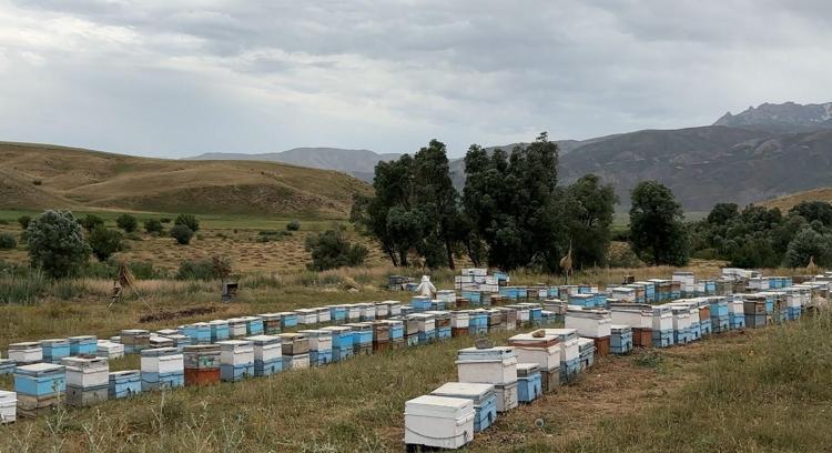 Dağ eteklerinden özenle toplanıyor Doğal antibiyotik, kuru kuru öksürüğü anında bitiriyor
