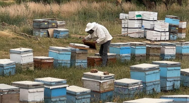 Dağ eteklerinden özenle toplanıyor Doğal antibiyotik, kuru kuru öksürüğü anında bitiriyor