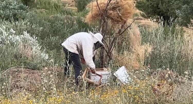 Dağ eteklerinden özenle toplanıyor Doğal antibiyotik, kuru kuru öksürüğü anında bitiriyor