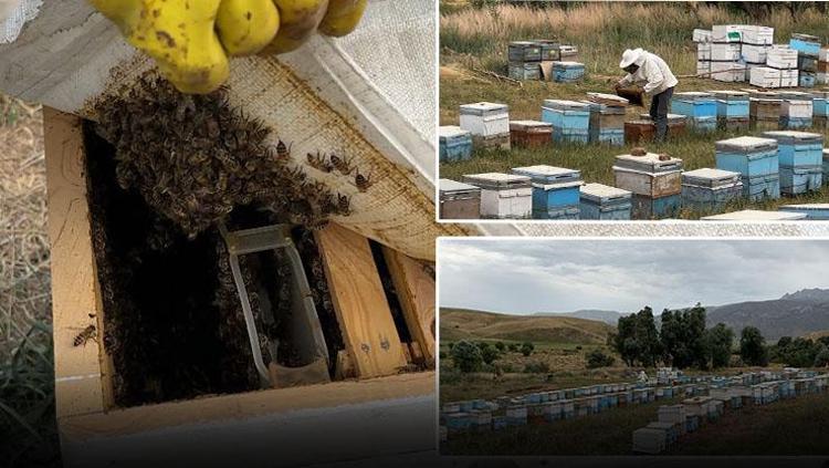 Dağ eteklerinden özenle toplanıyor Doğal antibiyotik, kuru kuru öksürüğü anında bitiriyor