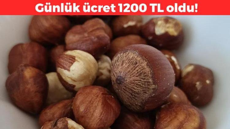 Günlük ücreti 1200 TL oldu Çalışacak insan bulamıyorlar