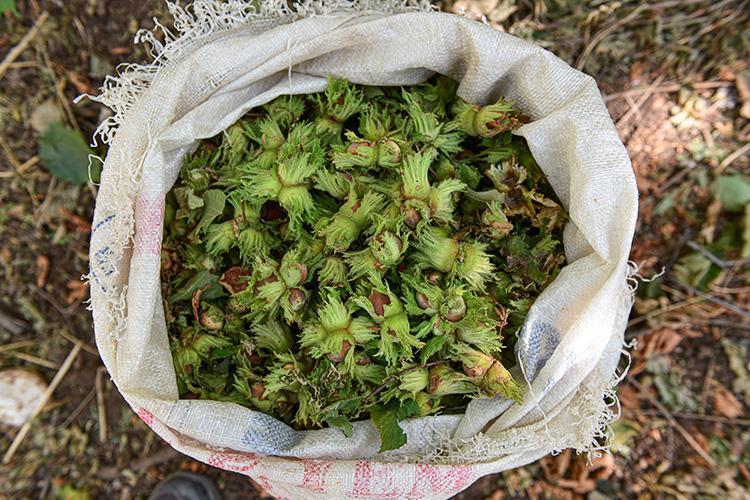 Günlük ücreti 1200 TL oldu Çalışacak insan bulamıyorlar
