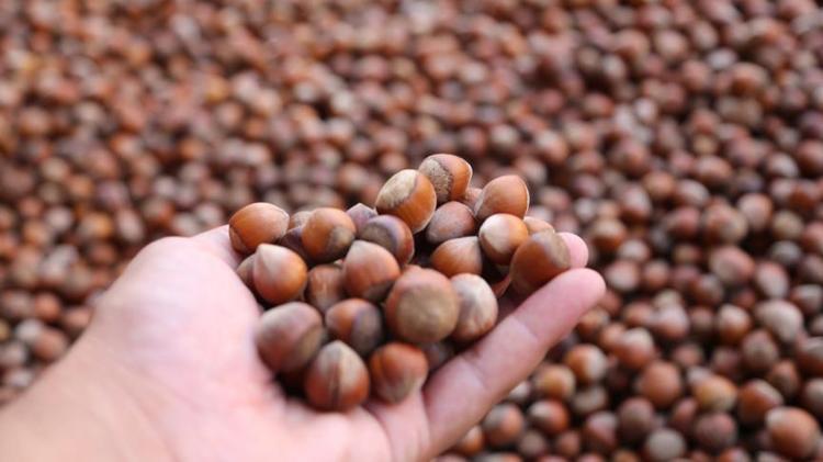 Günlük ücreti 1200 TL oldu Çalışacak insan bulamıyorlar