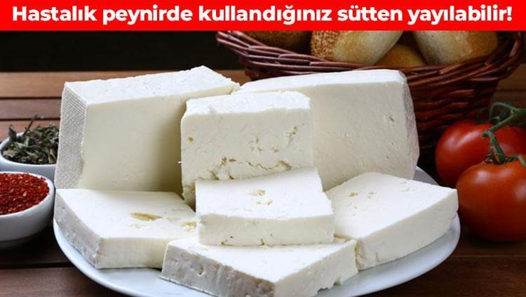 Evde peynir yaparken 2 kere düşünün Salmonella, E. coli ve çok daha fazlası: Sağlığınız bir anda bozulabilir